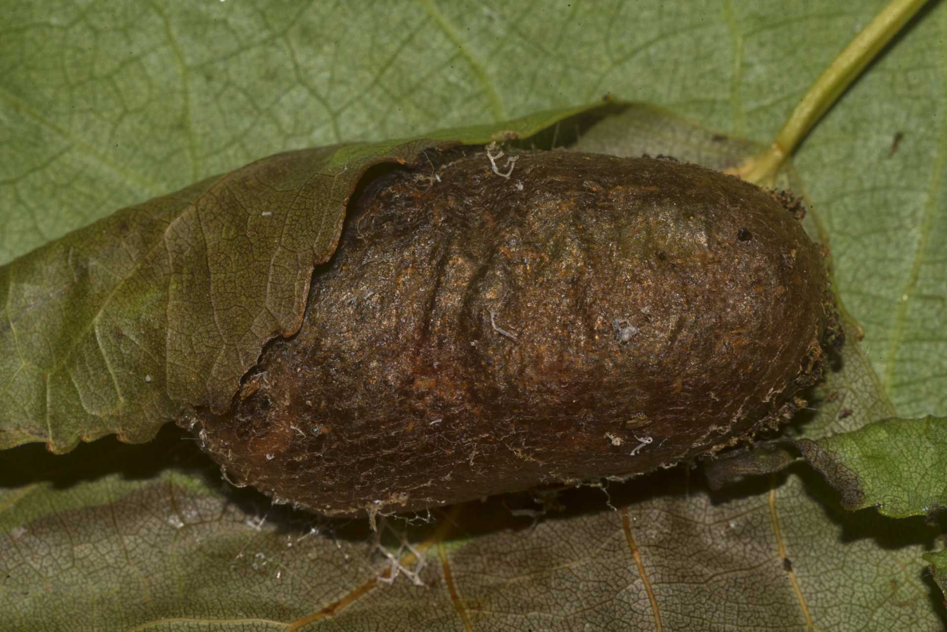 Seguiamo la storia di Cery, il piccolo bruco della Cerura vinula